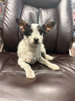 Cattle Dog and Chihuahua Dogs Available for Adoption - Tri-Tip | PetCurious