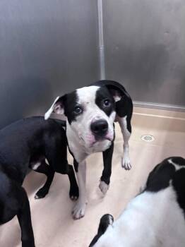 Bo -  Pit Bull Terrier Dog for Adoption in Burgaw, North Carolina - Bo | PetCurious