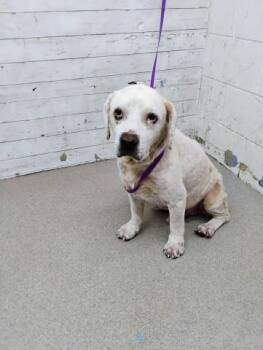 KYLE -  Pit Bull Terrier Dog for Adoption in San Bernardino, California - KYLE | PetCurious