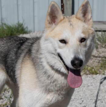 Siberian Husky Dogs Available for Adoption in Mayetta, Kansas - Dakota | PetCurious