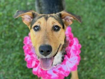 Hound Dogs Available for Adoption in Sacramento, California - Kolea | PetCurious