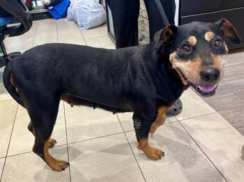 JOSIE -  Doberman Pinscher and Mixed Breed Dog for Adoption in Rowlett, Texas - JOSIE | PetCurious