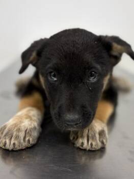 Rescue Belgian Shepherd Malinois and Mixed Breed Dogs for Adoption in Lockhart, Texas - Charlotte | PetCurious