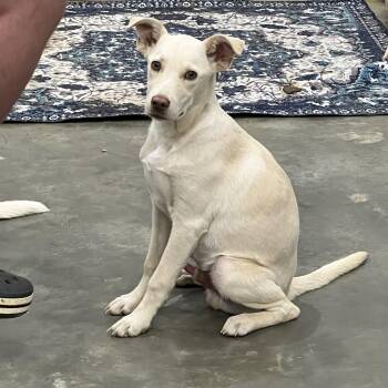 Labrador Retriever Dogs Available for Adoption in Myrtle, Mississippi - Mr. Columbus | PetCurious