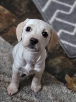 Terrier Dogs Available for Adoption - Trudy | PetCurious