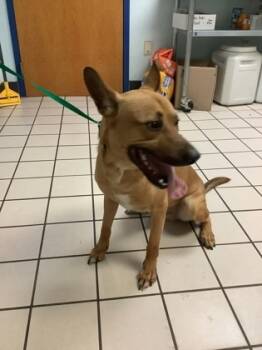 Rescue Shepherd and Mixed Breed Dogs for Adoption in Largo, Florida - Julian | PetCurious