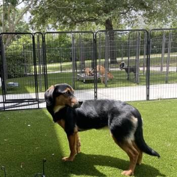Mixed Breed Dogs Available for Adoption in Loxahatchee Groves, Florida - Luna Moon 1461 | PetCurious