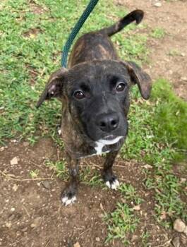 Mixed Breed Dogs Available for Adoption in Honolulu, Hawaii - CakePop Junior | PetCurious
