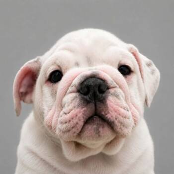 Dolly -  Bulldog Dog for Sale in Eastanollee, Georgia - Dolly | PetCurious