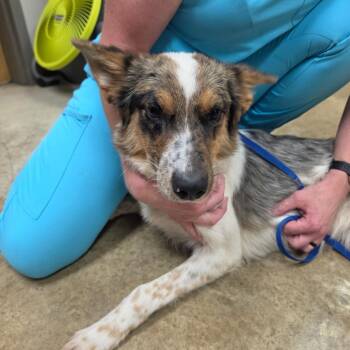Hardy - 080415U -  Australian Shepherd and Mixed Breed Dog for Adoption in Tupelo, Mississippi - Hardy - 080415U | PetCurious