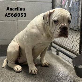 American Bulldog Dogs Available for Adoption - ANGELINA | PetCurious