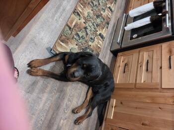 Bongino (Gino) -  Rottweiler Dog Available for Adoption in Cody, Wyoming - Bongino (Gino) | PetCurious