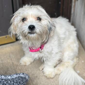 Mixed Breed Dogs Available for Adoption - Lovelace | PetCurious