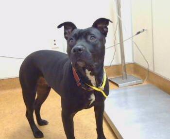 MISSY -  Pit Bull Terrier Dog for Adoption in Sacramento, California - MISSY | PetCurious