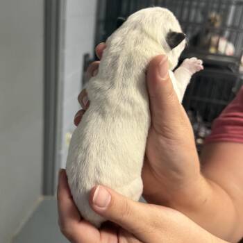 Macee Pup - Rosalind -  Cattle Dog and Mixed Breed Dog for Adoption in Fairfax Station, Virginia - Macee Pup - Rosalind | PetCurious