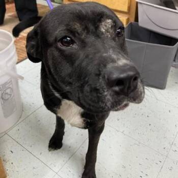 Sigyn -  Black Labrador Retriever and Mixed Breed Dog for Adoption in Marble, North Carolina - Sigyn | PetCurious