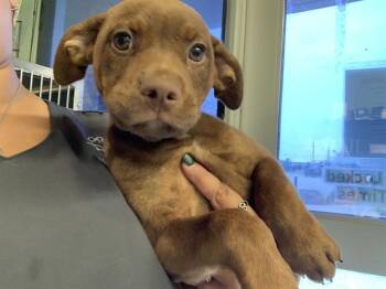 American Staffordshire Terrier and Mixed Breed Dogs Available for Adoption in Grand Prairie, Texas - BUTTERCUP | PetCurious