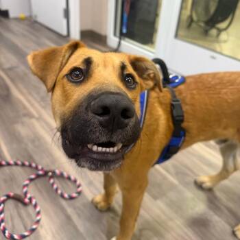 Arlo -  Boxer and Labrador Retriever Dog for Adoption in Muncie, Indiana - Arlo | PetCurious