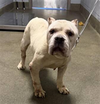 RAMBO -  Mixed Breed Dog for Adoption in Jacksonville, Florida - RAMBO | PetCurious