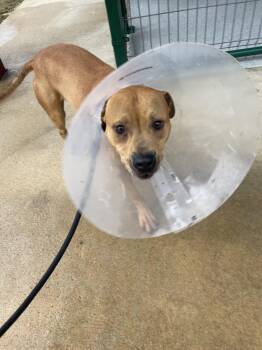 Pit Bull Terrier Dogs Available for Adoption - Nelson13289A | PetCurious