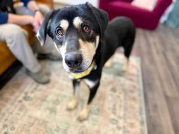 Husky and Anatolian Shepherd Dogs Available for Adoption - Lil Guy Lou Lover | PetCurious