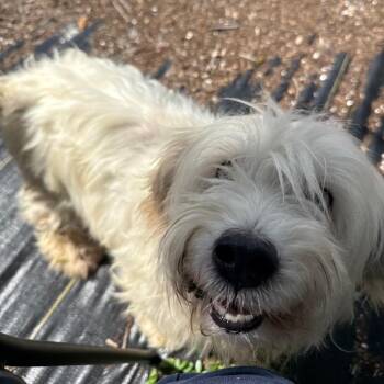 Aphrodite -  Mixed Breed Dog for Adoption in West Palm Beach, Florida - Aphrodite | PetCurious
