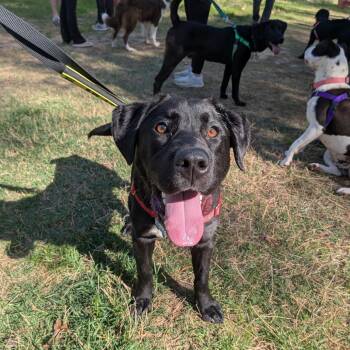 Retriever Dogs Available for Adoption - Huntsman | PetCurious