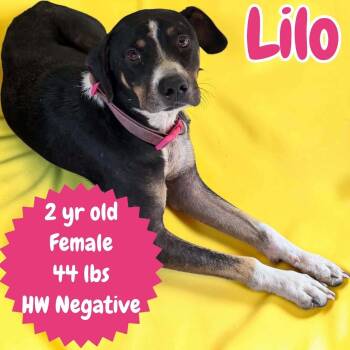 Lilo -  Coonhound and Labrador Retriever Dog for Adoption in Ringwood, New Jersey - Lilo | PetCurious
