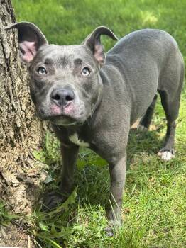 Agatha -  Pit Bull Terrier Dog for Adoption in Anderson, Indiana - Agatha | PetCurious
