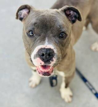 Mixed Breed Dogs Available for Adoption in West Chester, Pennsylvania - Carmen Sandiego | PetCurious