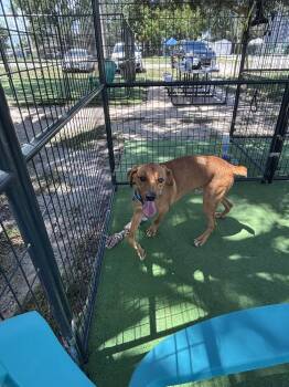 Copper Top -  American Bulldog Dog for Adoption in Lakeland, Florida - Copper Top | PetCurious