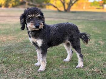Emmie -  Poodle and Schnauzer Dog for Adoption in Helotes, Texas - Emmie | PetCurious