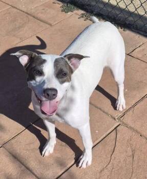 Pippy -  Terrier and Mixed Breed Dog for Adoption in Shreveport, Louisiana - Pippy | PetCurious