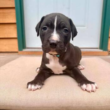 Tookus D12226 -  American Bulldog and English Bulldog Dog for Adoption - Tookus D12226 | PetCurious