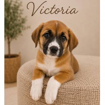 Victoria -  Anatolian Shepherd and Mixed Breed Dog for Adoption in Phoenix, Arizona - Victoria | PetCurious