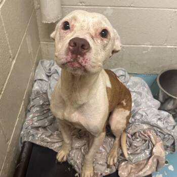 Jester -  Mixed Breed Dog for Adoption in Charleston, West Virginia - Jester | PetCurious
