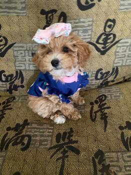 Honey -  Toy Poodle and Toypoodle Dog for Sale in Anderson, South Carolina - Honey | PetCurious