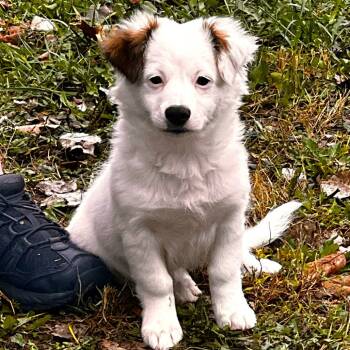 Rescue Mixed Breed Dogs for Adoption in Warrensburg, Missouri - Opal | PetCurious