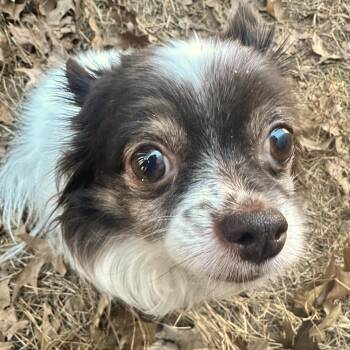 Chihuahua and Mixed Breed Dogs Available for Adoption in Fayetteville, Arkansas - Mini | PetCurious