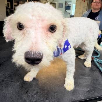 Gilbert -  Bichon Frise Dog for Adoption in Newark, New Jersey - Gilbert | PetCurious