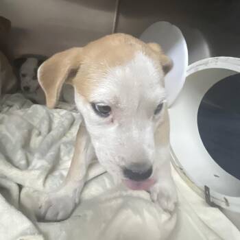 Shylo -  Mixed Breed Dog for Adoption in Chattanooga, Tennessee - Shylo | PetCurious