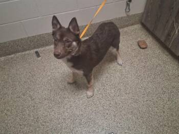 Siberian Husky Dogs Available for Adoption in Colorado Springs, Colorado - RASPBERRY TART | PetCurious