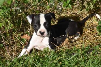 Posy- Mama Petunia