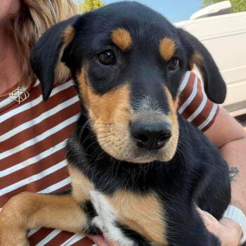 Copperfield -  Mixed Breed Dog for Adoption in Buffalo, Minnesota - Copperfield | PetCurious