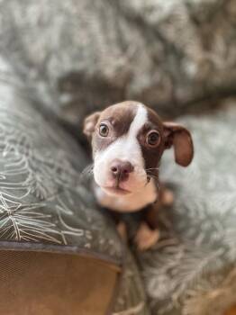 Australian Cattle Dog Blue Heeler and Pit Bull Terrier Dogs Available for Adoption - Fennec | PetCurious