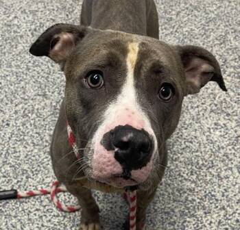 Tilly -  Pit Bull Terrier Dog for Adoption in Golden, Colorado - Tilly | PetCurious