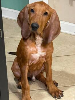 Whiskey -  Bloodhound Dog for Adoption in Longview, Texas - Whiskey | PetCurious