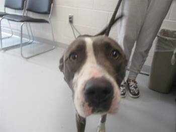 A390799 -  Staffordshire Bull Terrier Dog for Adoption in Ocala, Florida - A390799 | PetCurious