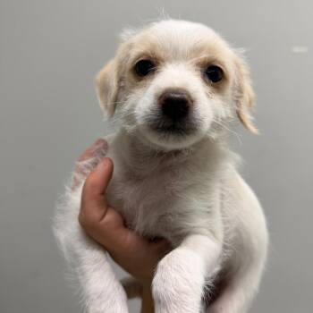 Macchiato -  Miniature Poodle and Mixed Breed Dog for Adoption in Tacoma, Washington - Macchiato | PetCurious