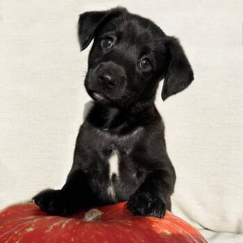 Rescue Labrador Retriever and Shepherd Dogs for Adoption in San Diego, California - Bessie Pup - Longhorn | PetCurious